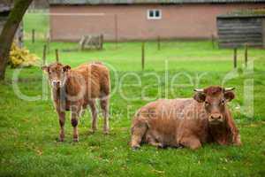 Cow and calf