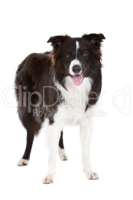 Beautiful bordercollie