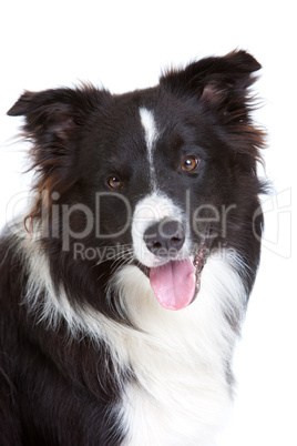 Beautiful bordercollie