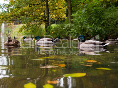 mallards, wild ducks