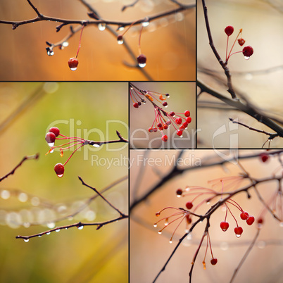 autumn branches