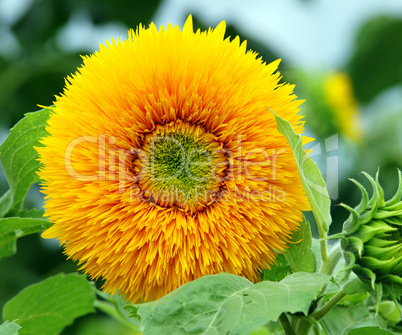 Sonnenblume - Colourful Sunflower