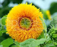 Sonnenblume - Colourful Sunflower