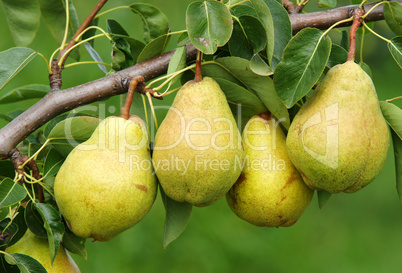 Vier reife Birnen am Birnbaum - 4 Delicious Pears