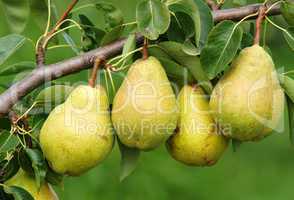 Vier reife Birnen am Birnbaum - 4 Delicious Pears