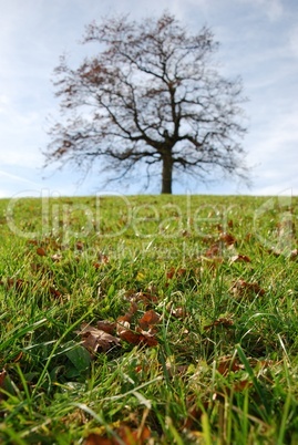 Baum auf einer Wiese