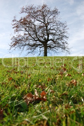 Baum auf einer grünen Wiese