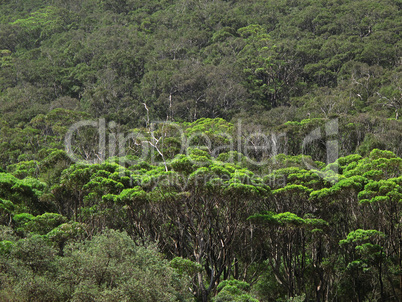 Coastal Eucalyptus forest