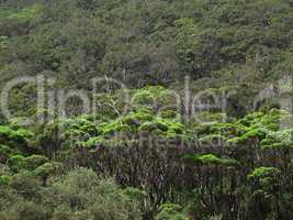 Coastal Eucalyptus forest