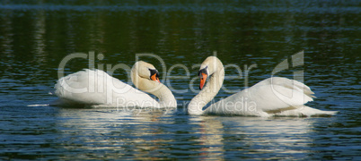 Schwanensee - Swans