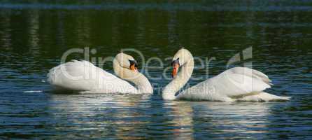 Schwanensee - Swans