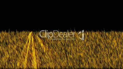 golden light exposure on the grass.Grassland,wheat,barley,plant,parks,seedling