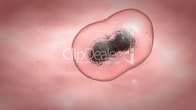 Cell multiplicaion process