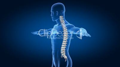 Human spine rotation