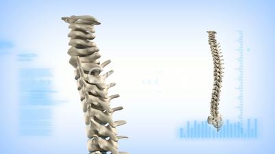 Human spine concept in loop