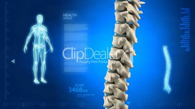 Human spine in detail with vertebra discs