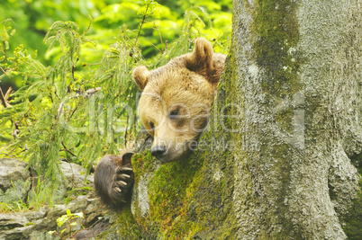 Braunbär