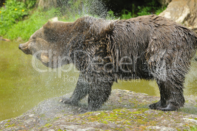 Braunbär