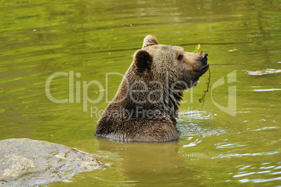 Braunbär