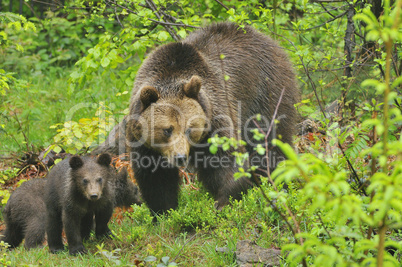 Braunbär