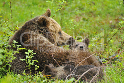 Braunbär