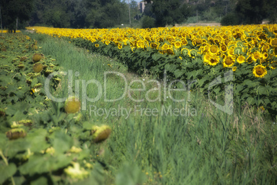 Sunflowers Meadow in Tuscany