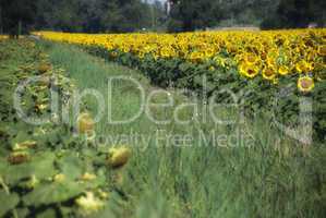 Sunflowers Meadow in Tuscany