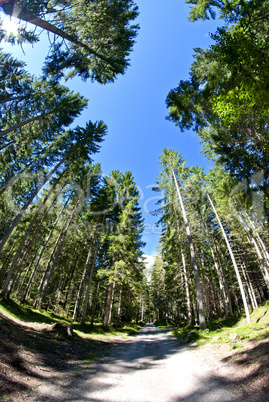 Dolomites Woods, Italy