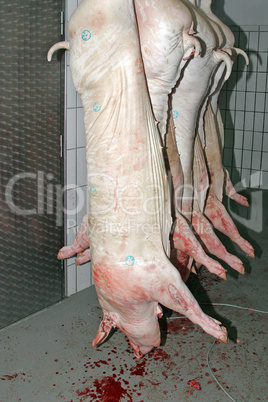 schlachtfrische Schweinehälften