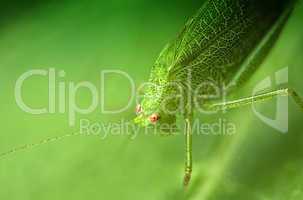Grasshopper on a Leaf
