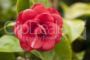 Red Camelia, Italy