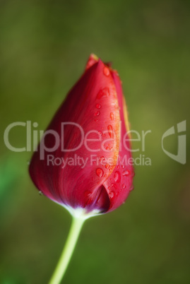 Tulip on a Tuscan Garden, Italy