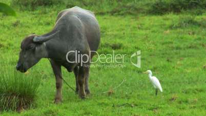 water buffalo ox with white bird 02