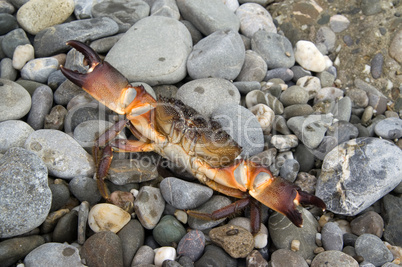 Crab on the pebbles
