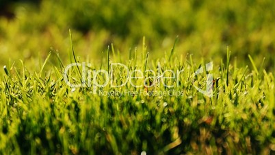 Grass nature