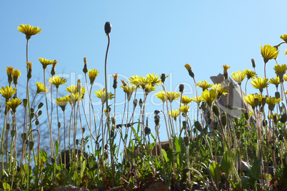 gelbe Blumen im Gegenlicht