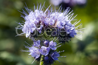 Tuft flower - Phacelia tanacetifolia