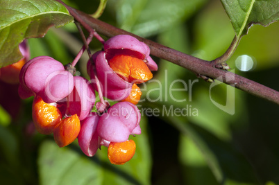 Common spindle bush - Euonymus europaeus