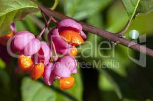 Common spindle bush - Euonymus europaeus