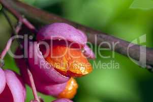 Common spindle bush - Euonymus europaeus