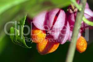 Common spindle bush - Euonymus europaeus