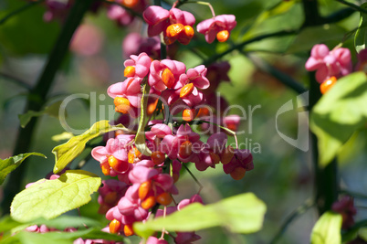 Common spindle bush - Euonymus europaeus