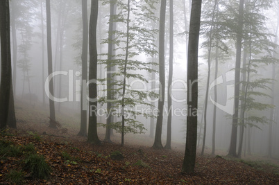 Nebel im Wald