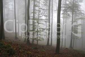 Nebel im Wald