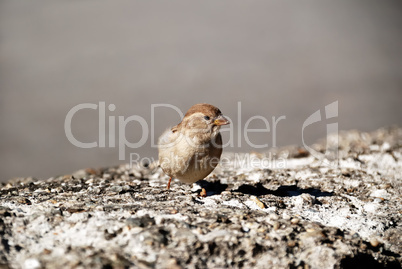 House Sparrow (Passer domesticus)