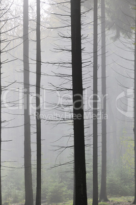 Nebel im Wald