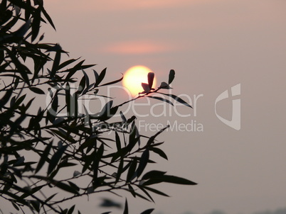 Zweige mit Abendsonne