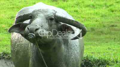 agressiv water buffalo ox close up 2