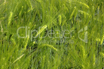 barley field detail
