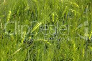 barley field detail